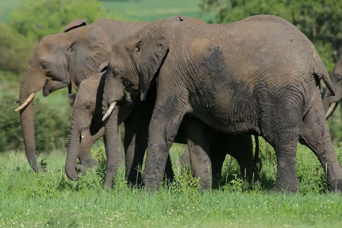 8-Day Wildlife and Safari Expedition Through Tanzania's Iconic National Parks